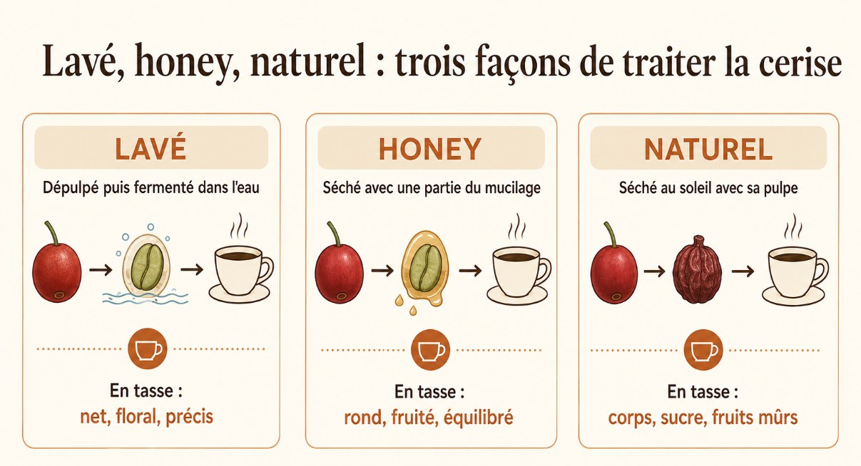 Schéma : lavé, honey, naturel, les trois façons de traiter la cerise de café et leur profil en tasse